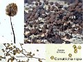 Comatricha nigra-amf1948-1